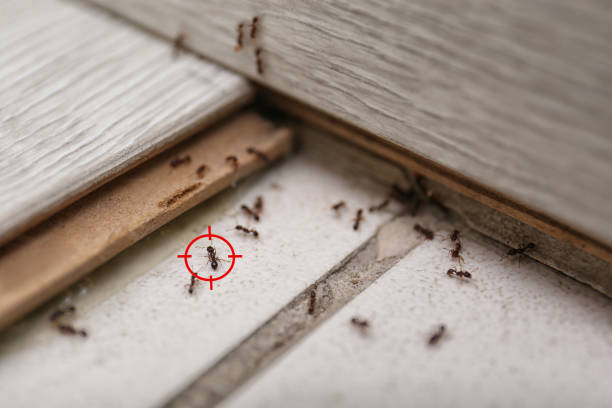 Best Affordable Pest Control Services  in South Bay, FL
